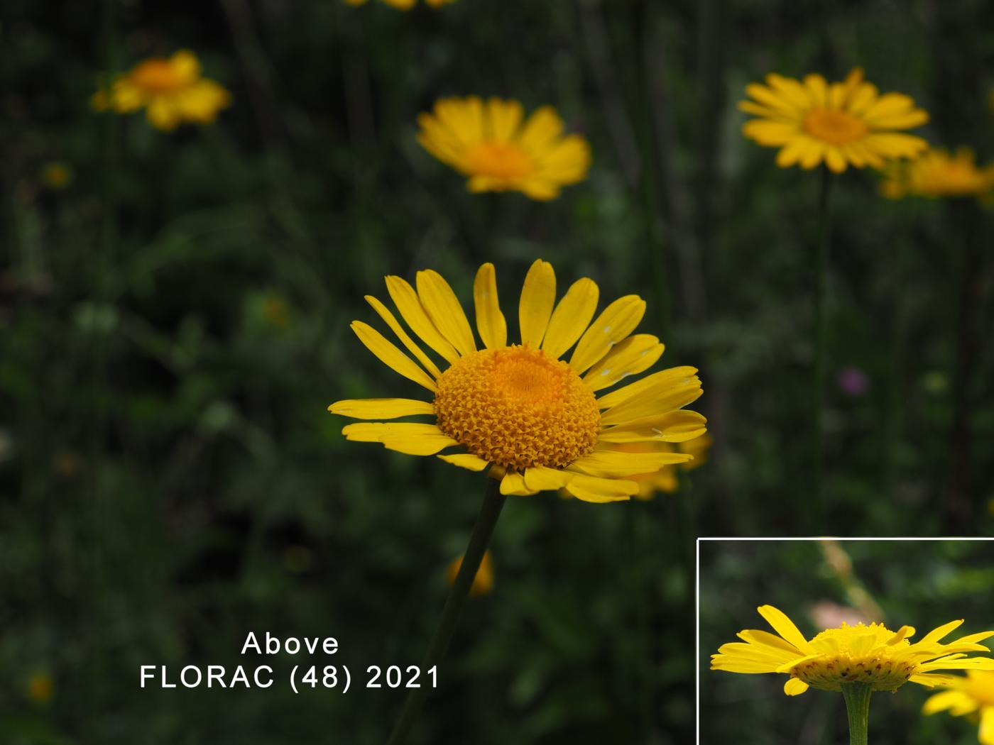 Chamomile, Golden flower